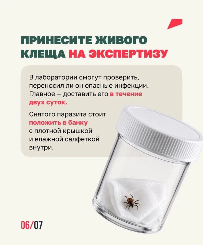 Клещей можно встретить не только в лесу Клещей можно встретить не только в лесу
