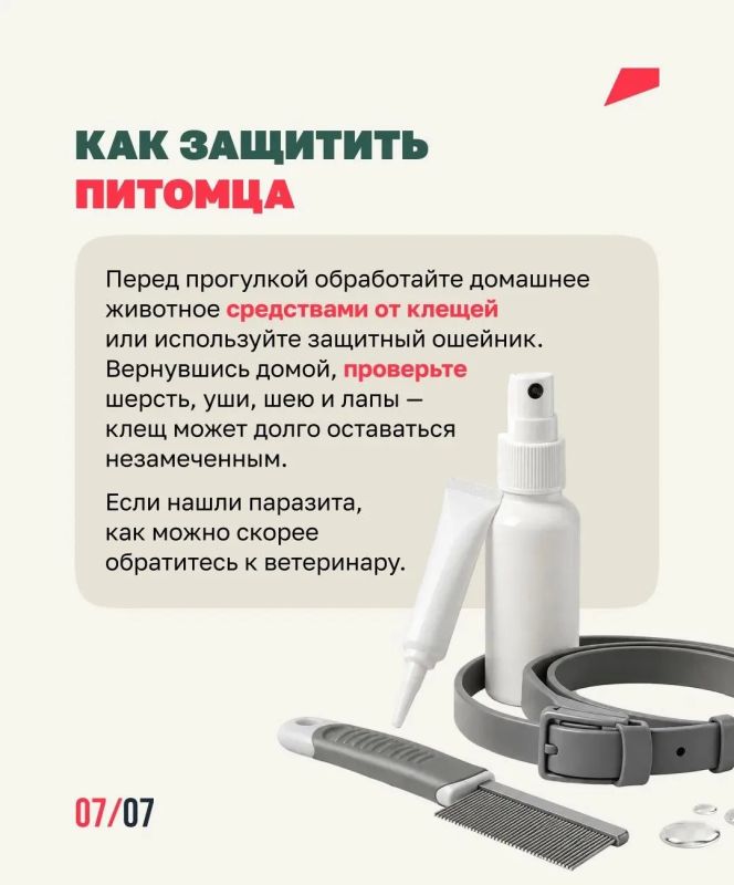 Клещей можно встретить не только в лесу Клещей можно встретить не только в лесу