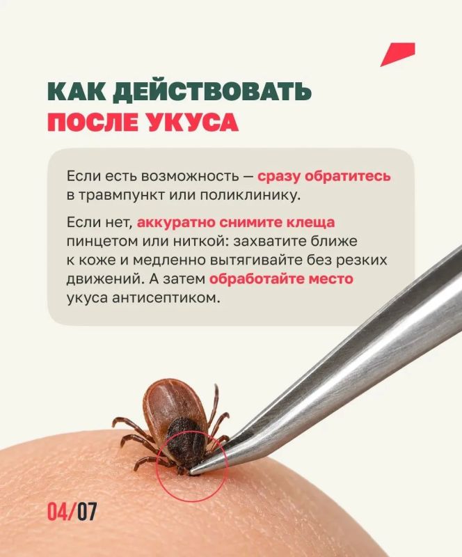 Клещей можно встретить не только в лесу Клещей можно встретить не только в лесу