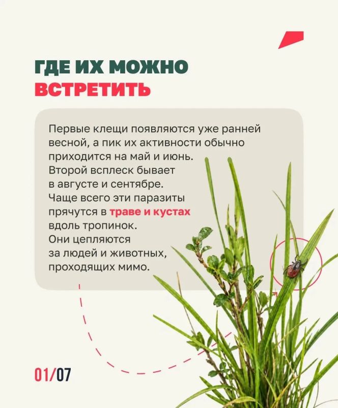 Клещей можно встретить не только в лесу Клещей можно встретить не только в лесу