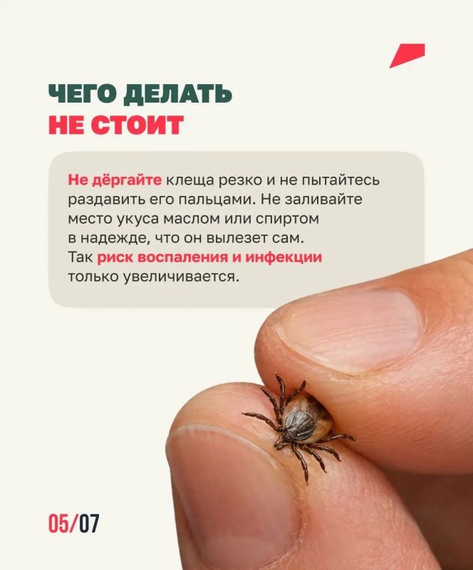Клещей можно встретить не только в лесу Клещей можно встретить не только в лесу