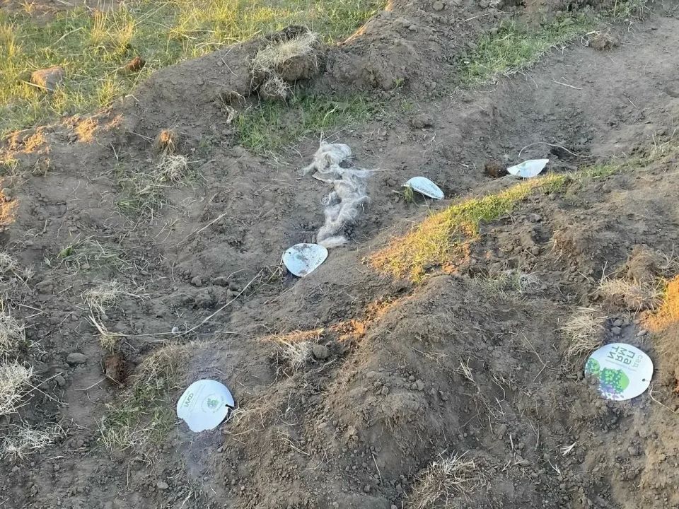 Глава Хакасии ответил на вопрос об уничтоженных саженцах в аале Сапогов Глава Хакасии ответил на вопрос об уничтоженных саженцах в аале Сапогов
