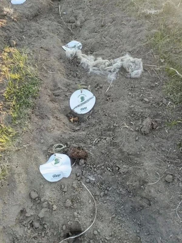В Хакасии овцы съели сосны, высаженные в память о погибших в Великой Отечественной войне