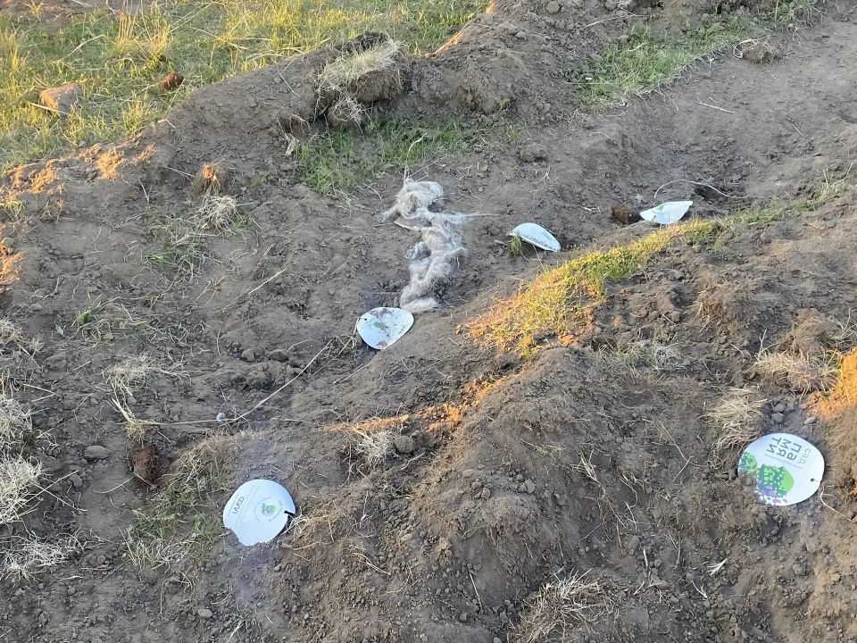 Полицейскими Хакасии установлено, что к уничтожению «Сада памяти» в аале Сапогов привел бесконтрольный выпас скота Полицейскими Хакасии установлено, что к уничтожению «Сада памяти» в аале Сапогов привел бесконтрольный выпас скота
