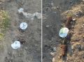 В Хакасии овцы повыдёргивали сосны, высаженные в память о погибших в ВОВ
