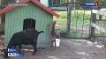 Двойное счастье в Центре живой природы: у козы Няши родились двойняшки