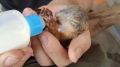 В Югре пожарные спасли бельчонка из огня!