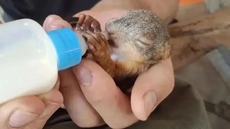 В Югре пожарные спасли бельчонка из огня!