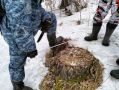 Сосен и берез более чем на 18 млн рублей нарубил житель Минусинского округа в Шушенском районе