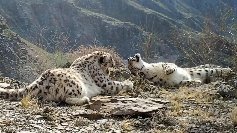 Кошачья нежность и флирт: знакомство двух ирбисов попало в объектив в Саяно-Шушенском заповеднике Кошачья нежность и флирт: знакомство двух ирбисов попало в объектив в Саяно-Шушенском заповеднике