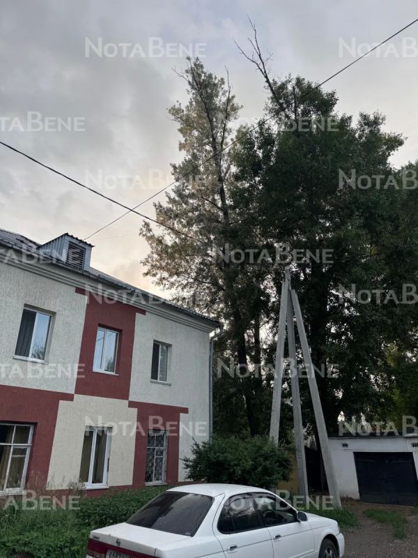 Разрушающихся тополей опасаются жители Маршала Жукова, 12 в Абакане Разрушающихся тополей опасаются жители Маршала Жукова, 12 в Абакане