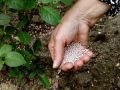 Как правильно ухаживать за розами весной: советы по обрезке и защите