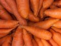 Способы облегчить процесс посадки моркови и избежать болей в спине