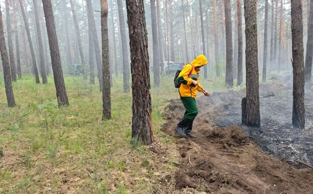 Халатность с огнем "подожгла" лес в Селиванихе Халатность с огнем "подожгла" лес в Селиванихе