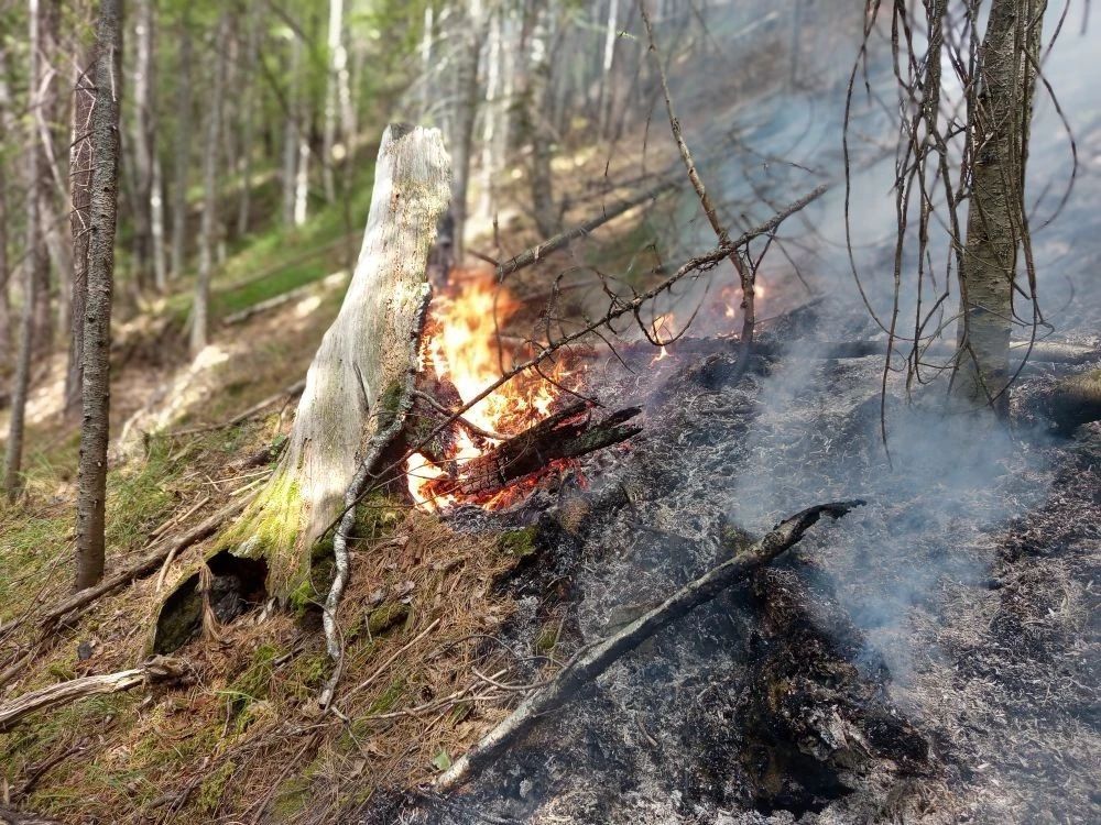 Тактику тушения лесного пожара в Саяногорском лесничестве скорректировал беспилотник Тактику тушения лесного пожара в Саяногорском лесничестве скорректировал беспилотник
