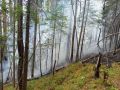 Лесной пожар потушен в Саяногорском лесничестве