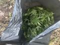 В Черногорске задержан обкуренный гражданин с пакетом марихуаны