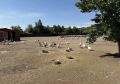 Владельцу птицефермы из Абакана вынесено административное наказание