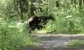 ��������������� ��������: �� ������ �������� ������ �������