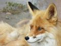 Ну очень фотогеничный лис Павлуша позирует в Абаканском зоопарке