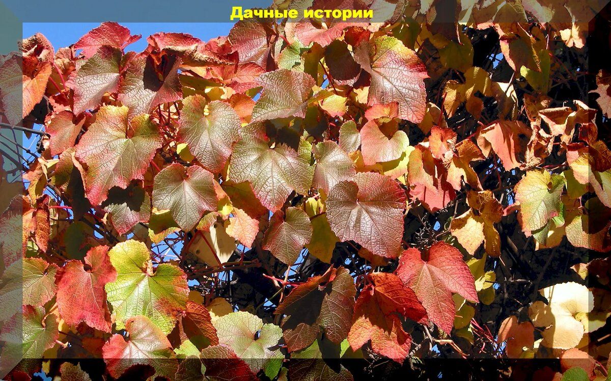 Как украсить сад: лучшие вьющиеся растения для эффектных арок