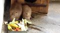 Нутрии из Абаканского зоопарка желают всем доброго утра
