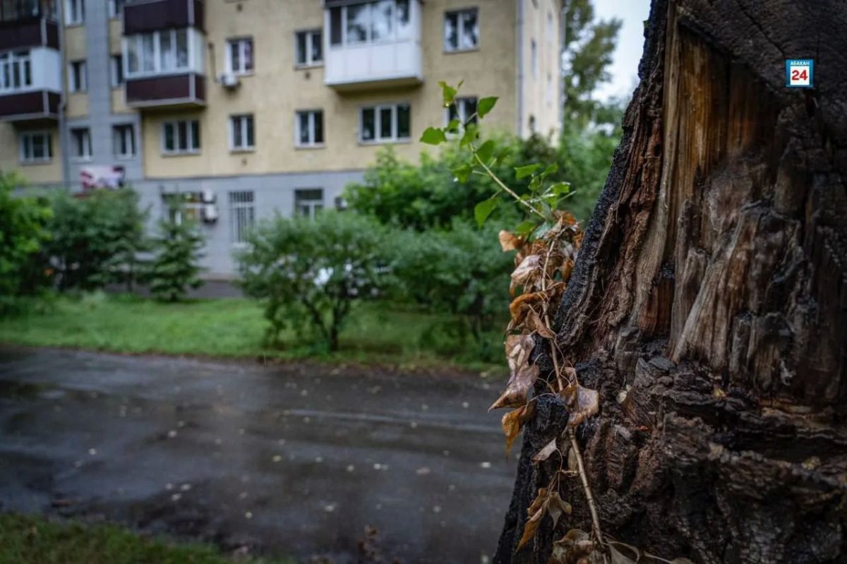 Временно ограничат движение на двух перекрёстках в Абакане — коммунальщики будут удалять аварийные деревья