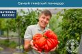 День помидора готовится отметить Минусинск