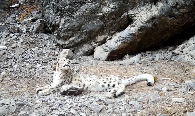 Драма чувств разворачивается в Саяно-Шушенском заповеднике Драма чувств разворачивается в Саяно-Шушенском заповеднике