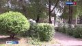 Вязы под угрозой. Вязы, которые половину лета простояли без листвы, зазеленели