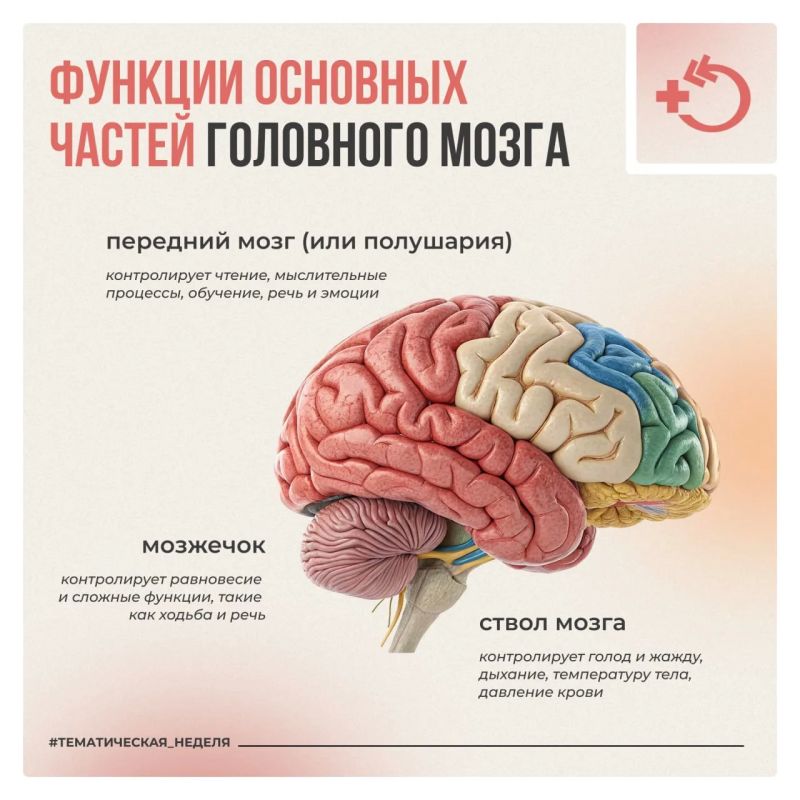 Головной мозг работает 24/7 – без перерывов и отдыха Головной мозг работает 24/7 – без перерывов и отдыха