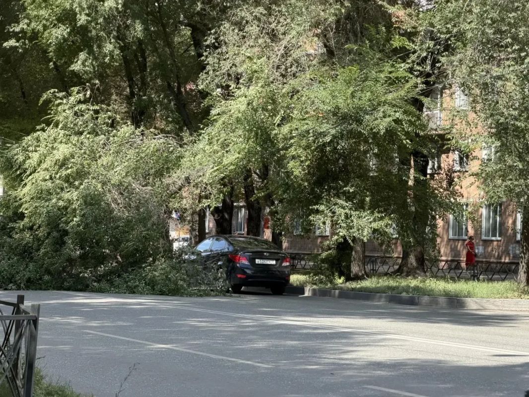В Абакане по улице Щетинкина сломано дерево В Абакане по улице Щетинкина сломано дерево
