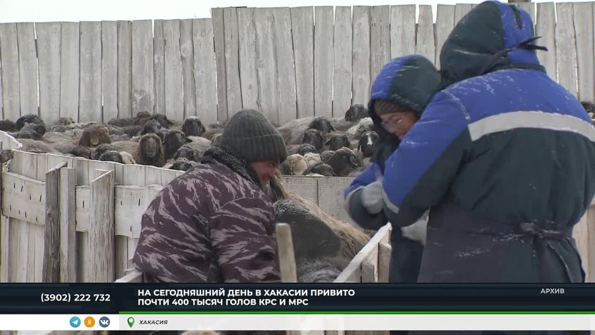 Штраф за отказ от вакцинации скота могут увеличить в 20 раз: с 500 до 10 тысяч рублей
