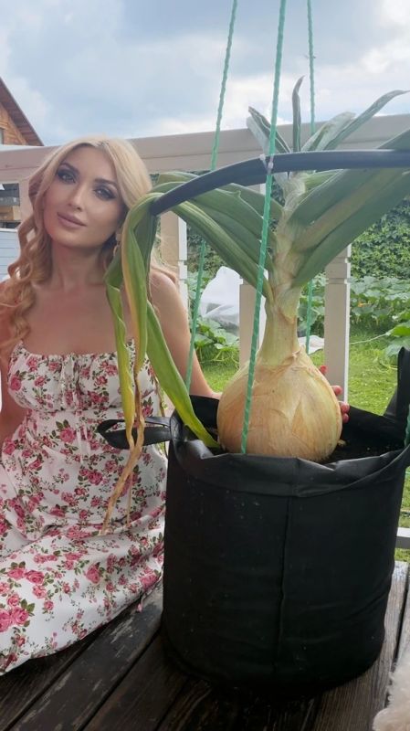 Гигантский лук вырастила красноярка Мария Приймак Гигантский лук вырастила красноярка Мария Приймак