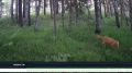 Двойня косулят в нацпарке "Шушенский бор" — знак благополучия для природы