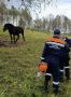 Необычные спасательные операции: коня, запутавшегося в стальной проволоке, и лосят, застрявших в коллекторе, вызволяли краевые спасатели