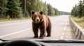 Медведь чуть не стал причиной ДТП в поселке Жемчужный (Ширинский р-н)