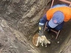 Сразу пять собак угодили в яму в поселке Шушенское Сразу пять собак угодили в яму в поселке Шушенское