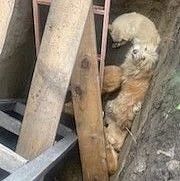 Сразу пять собак угодили в яму в поселке Шушенское Сразу пять собак угодили в яму в поселке Шушенское