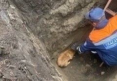 Сразу пять собак угодили в яму в поселке Шушенское Сразу пять собак угодили в яму в поселке Шушенское