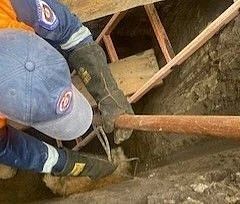 Сразу пять собак угодили в яму в поселке Шушенское Сразу пять собак угодили в яму в поселке Шушенское