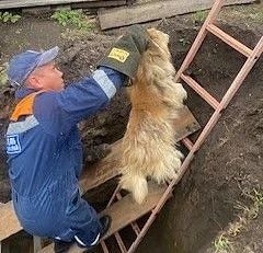 Сразу пять собак угодили в яму в поселке Шушенское Сразу пять собак угодили в яму в поселке Шушенское