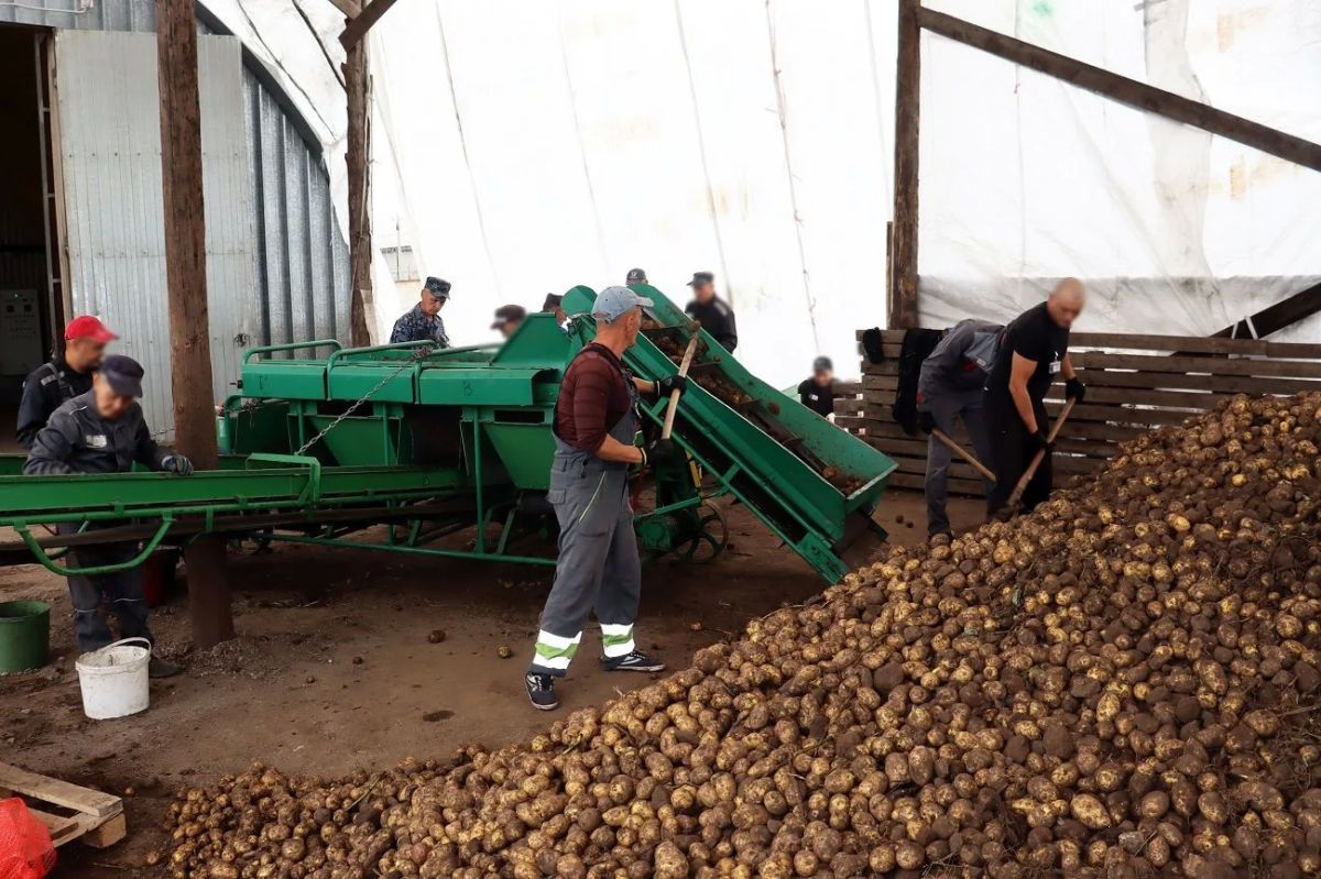 В Хакасии, силами республиканского УФСИН, собрано свыше 600 тонн картофеля В Хакасии, силами республиканского УФСИН, собрано свыше 600 тонн картофеля