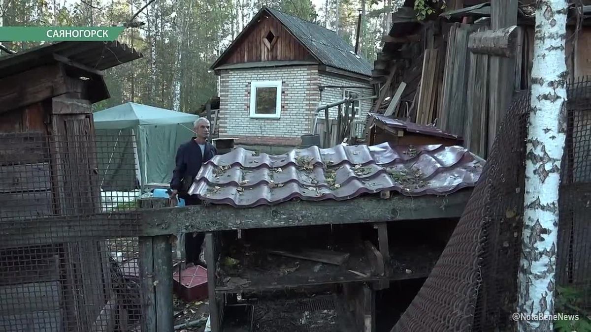 В Майна на дачах медведь задрал куриц, 10 кроликов и утащил в лес собаку с цепи