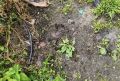 Медведь задрал женщину прямо в доме в Ермаковском районе