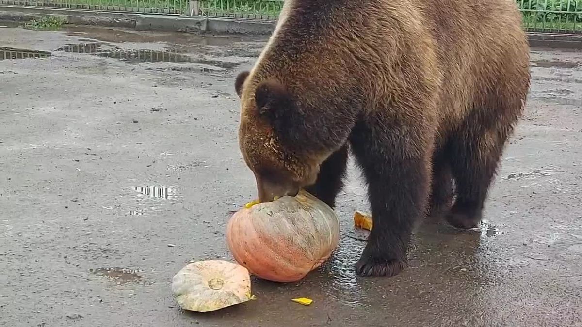 Когда ради сладенького готов на многое Паре медведей из абаканского зоопарка досталось по целой тыкве мёда. Оцените восторг Бусинки А вот Андрюша эмоции проявляет куда сдержаннее. Никакой суеты - сначала спокойно оценил...