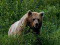 Медведи продолжают ходить в окрестностях нашего муниципалитета