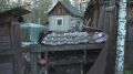 Медвежий террор в Майна: разорившую улицу Горную медведицу убили, но сегодня там снова нашли свежие следы