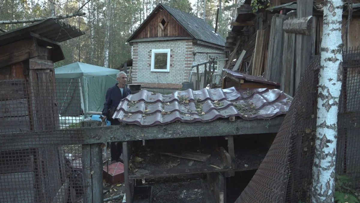 Медведицу, которая разорила дачу, съела кур, кроликов и утащила с цепи собаку на улице Горная в поселке Майна, ликвидировали