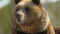 Уже 115 медведей отстрелили в Хакасии в рамках регулирования